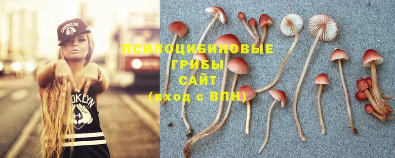 купить наркотик  Духовщина  Псилоцибиновые грибы Psilocybe 